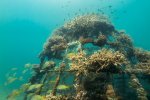 10. Construction of an artificial coral reef in Kenya - photo Ewout Knoester