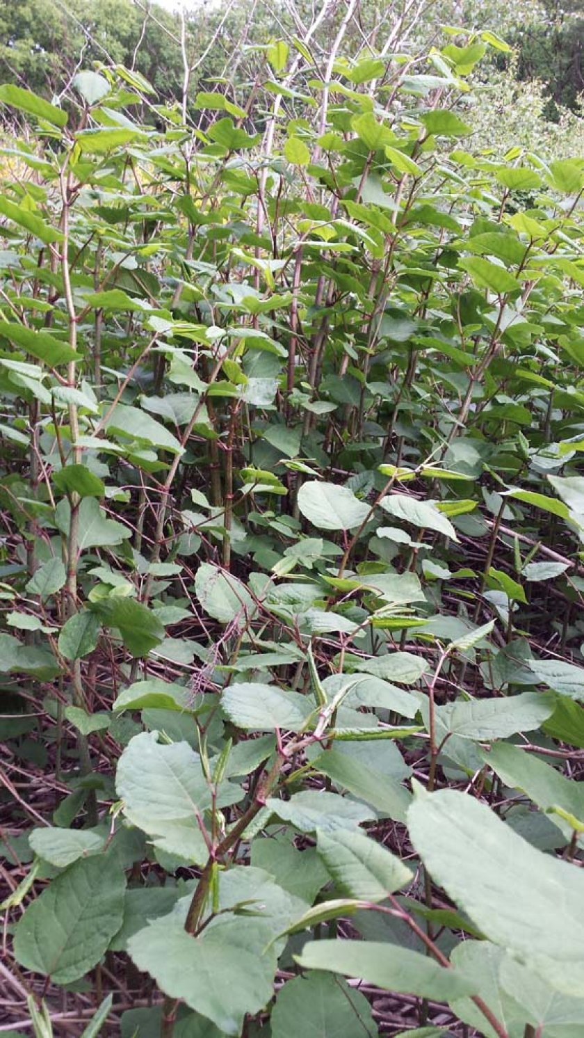 Japanse duizendknoop is een snel groeiende plant die stengels maakt die gemakkelijk 2 tot 3m halen in een groeiseizoen. De stengels zijn opgebouwd uit holle compartimenten en lijken enigszins op die van bamboe  en zijn groen met roodachtige vlekjes. Op de grens tussen twee stengelcompartimenten bevindt zich een knoop waaruit een zijtak met bladeren groeit. De grote bladeren zijn lichtgroen en hartvormig. De plant bloeit in augustus en september met crèmewitte bloemen.