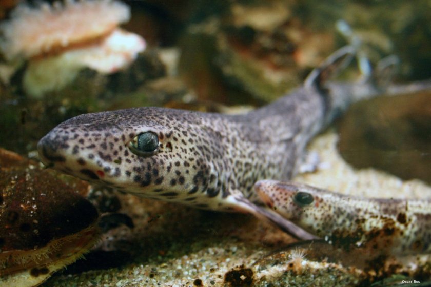 How do sharks and rays react to the electric fields around power cables? Photo: Oscar Bos.