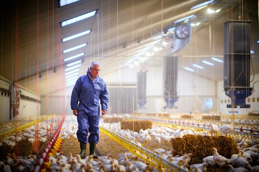 Onderzoeker Jan van Harn op een vleeskuikenhouderij