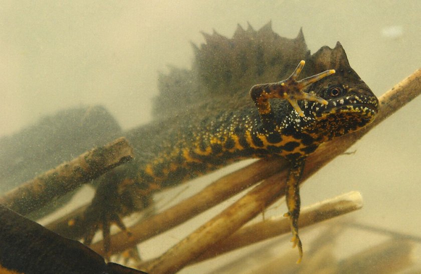 Kamsalamander (Triturus cristatus) - Foto: Fabrice Ottburg