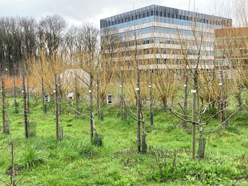 Appelrassen boomgaard op The Field 