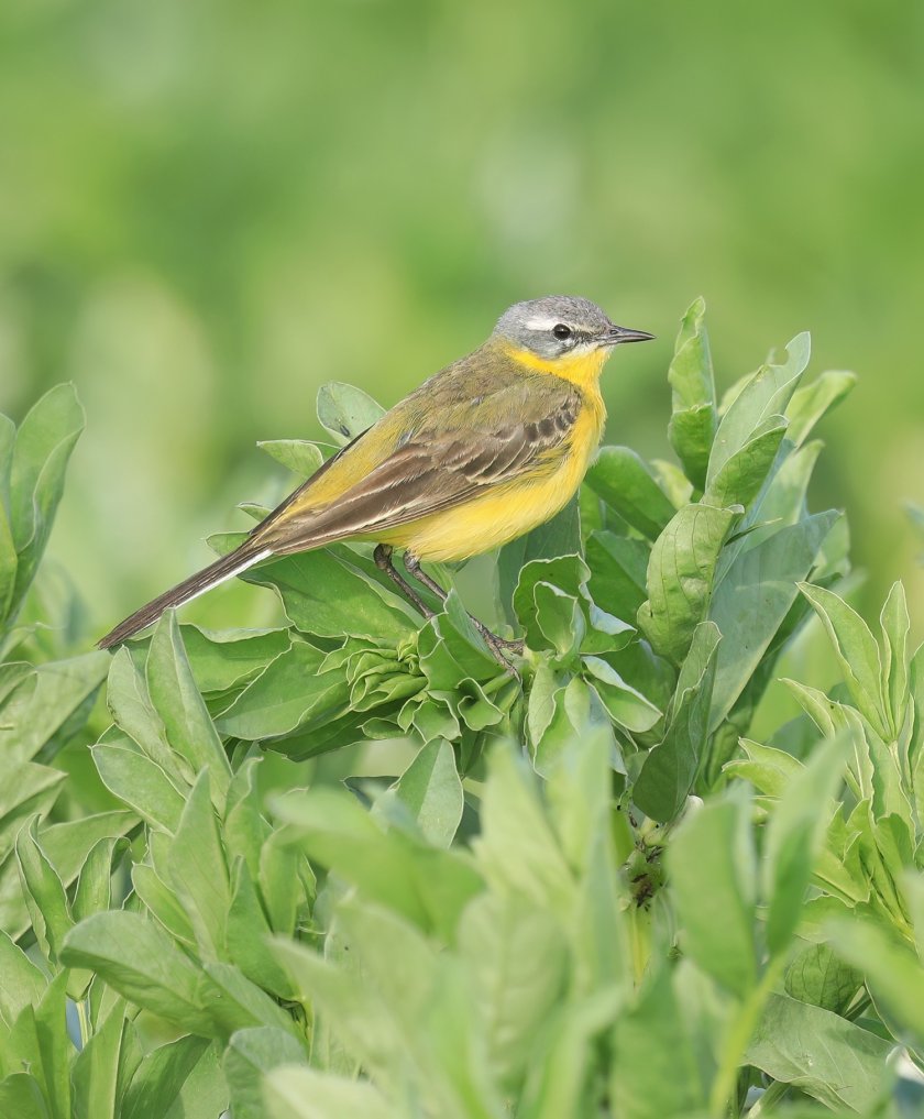 Gele kwikstaart op veldbonen van ERF