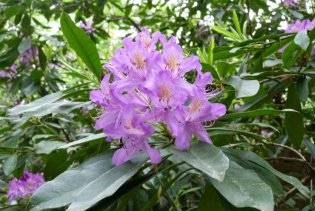 Pontische rododendron