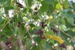 Talgboom (Triadica sebifera) met bloeiwijzen en vruchten. Foto: DanielCD, Wikimedia Commons, 2005