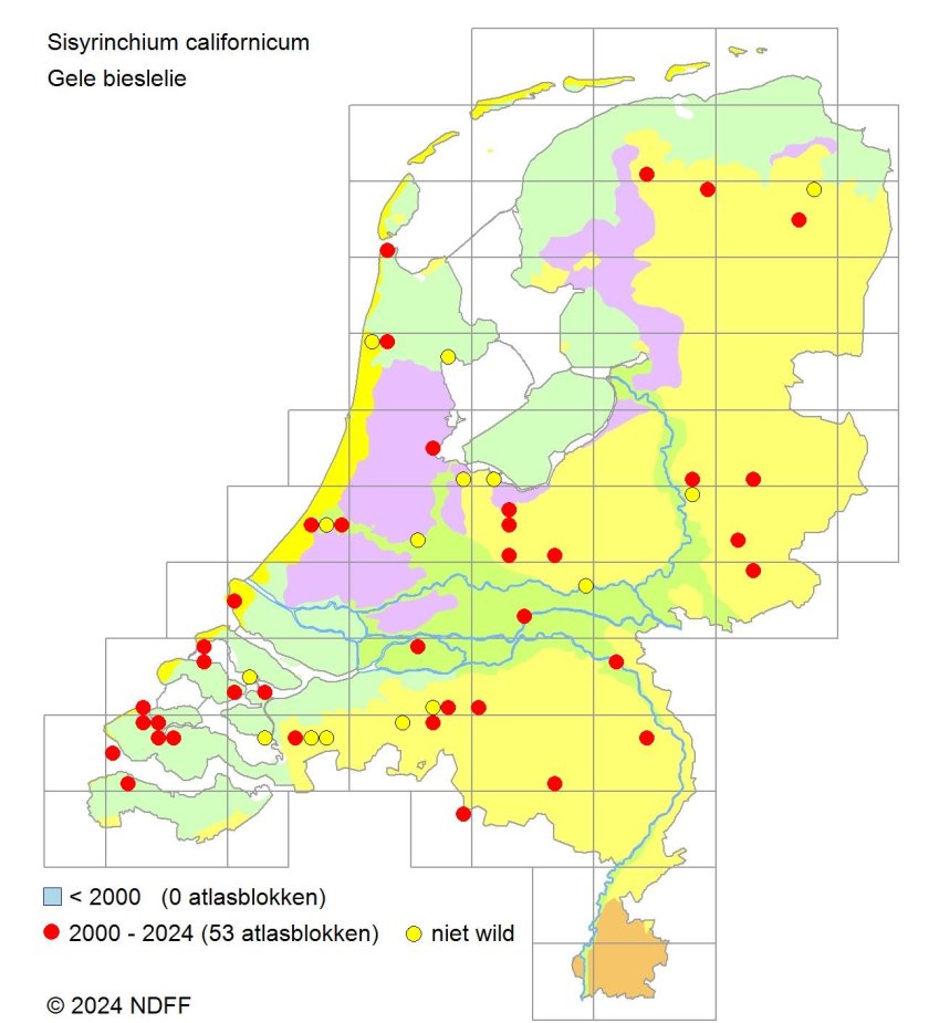 Verspreidingskaart Gele bieslelie (NDFF, 2024)