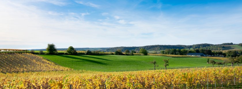 limburg_waterberging_landschap_shutterstock_1565715652.jpg