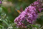 Bloeiende vlinderstruik met vlinder (Buddleja davidii Franch.). Foto: Ввласенко Wikimedia Commons 2022