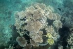 11. aanleg van een artificiële koraalrif in Kenia  -foto Ewout Knoester