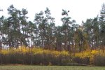 Struiklaag Amerikaanse vogelkers onder grove den (Foto Jan den Ouden)