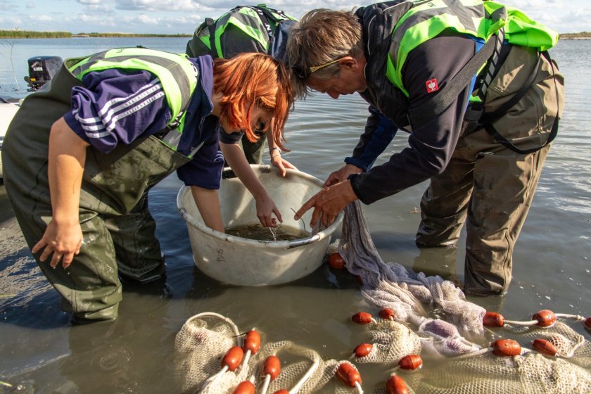 Sinds 2022 zijn de wetlands van de meeste eilanden van Marker Wadden verbonden met het open water door middel van geulen. In 2022 en 2023 is gestart met onderzoek naar de uitwisseling van vis tussen de wetlands op de eilanden en de omliggende wateren door middel van fuikenonderzoek in deze verbindingsgeulen.   