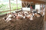 Simmentaler cows resting on composting bedding in Austria