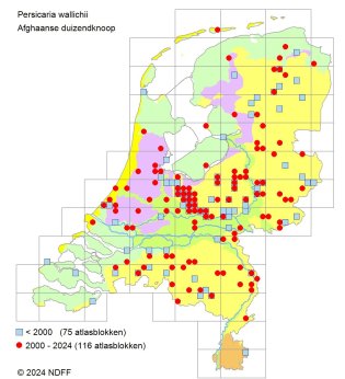 Verspreiding Afghaanse duizendknoop over Nederland