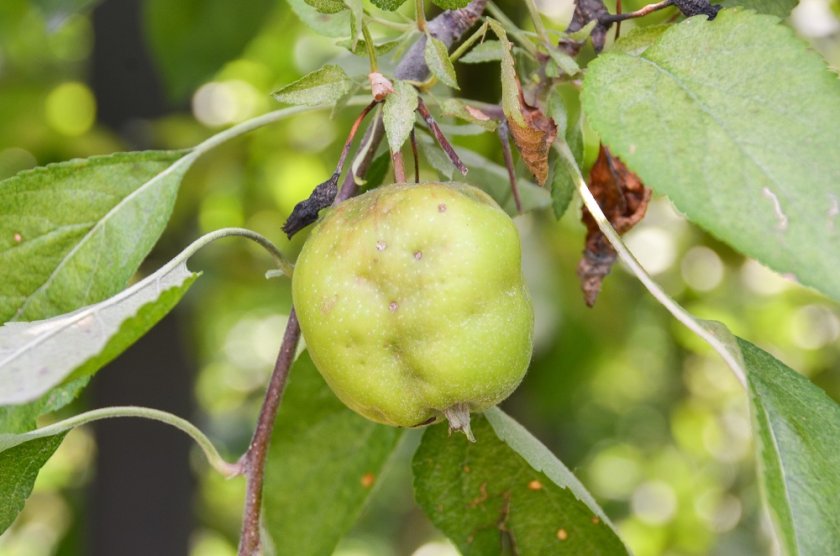 Appel met zuigschade door schildwantsen (Foto: Tim Haye)