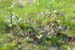 New shoots of Japanese knotweed coming up in spring.