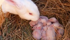 Rabbit with her young